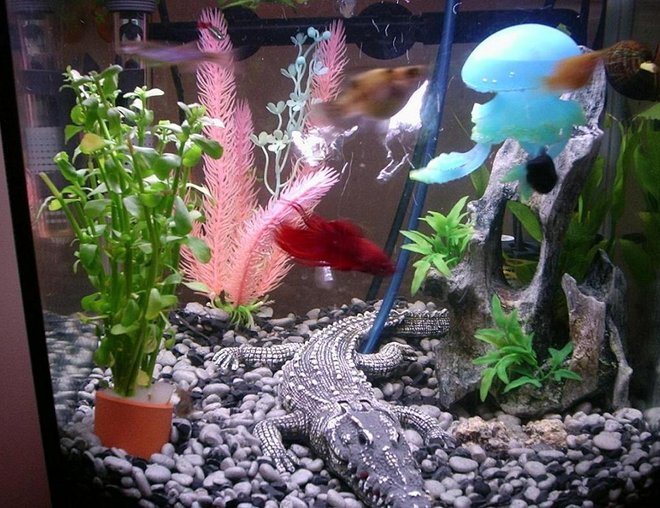 6 gallons freshwater fish tank (mostly fish and non-living decorations) - a wide range of fish