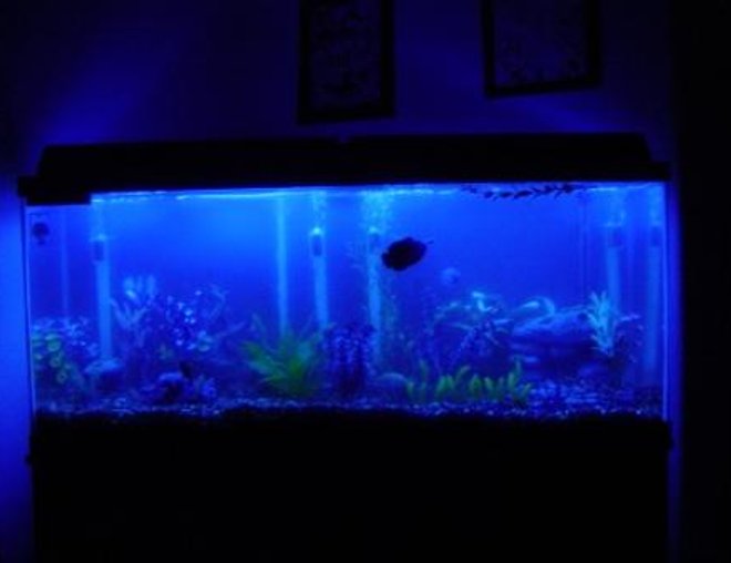 55 gallons freshwater fish tank (mostly fish and non-living decorations) - my tank