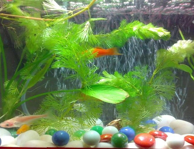 10 gallons freshwater fish tank (mostly fish and non-living decorations) - I have kept my tank natural decorated with live plants. Hope you guys like it!
