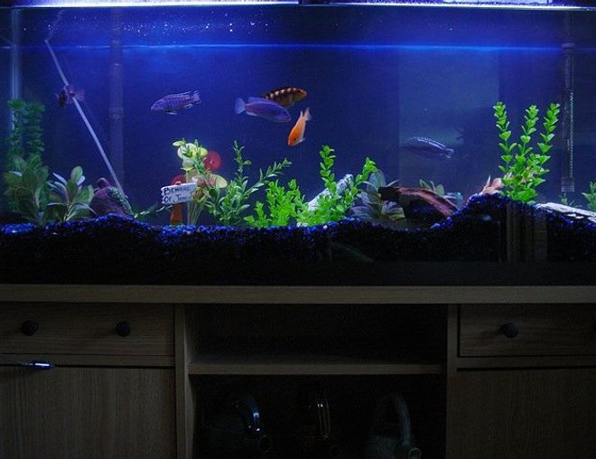 55 gallons freshwater fish tank (mostly fish and non-living decorations) - This is an updated picture of my malawi tank