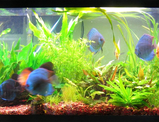 55 gallons freshwater fish tank (mostly fish and non-living decorations) - taken 06.27.08