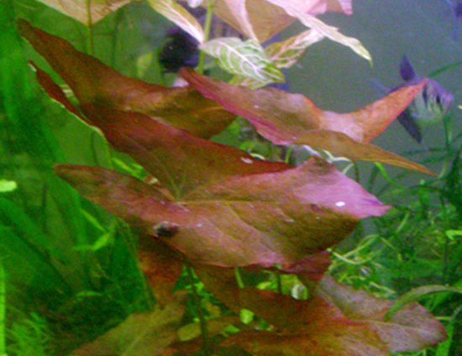 55 gallons freshwater fish tank (mostly fish and non-living decorations) - Love the color on this one :)