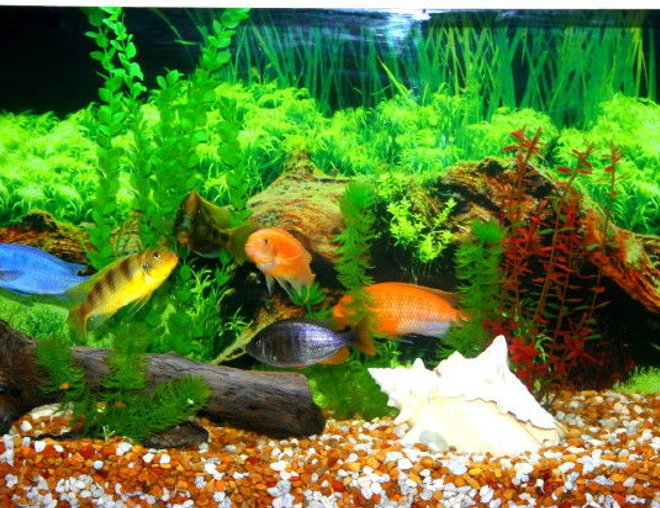 55 gallons freshwater fish tank (mostly fish and non-living decorations) - 55 gal Tank was a gift from a friend.  The lighting is custom made with the help of home depot.  Two 4ft 5050 bulbs.  30lbs of gravell so everyone can dig big holes.  Driftwood is from Canaveral Nation Seashore, I boiled it and cleaned it.