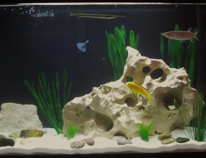 20 gallons freshwater fish tank (mostly fish and non-living decorations) - My 20gallon set-up