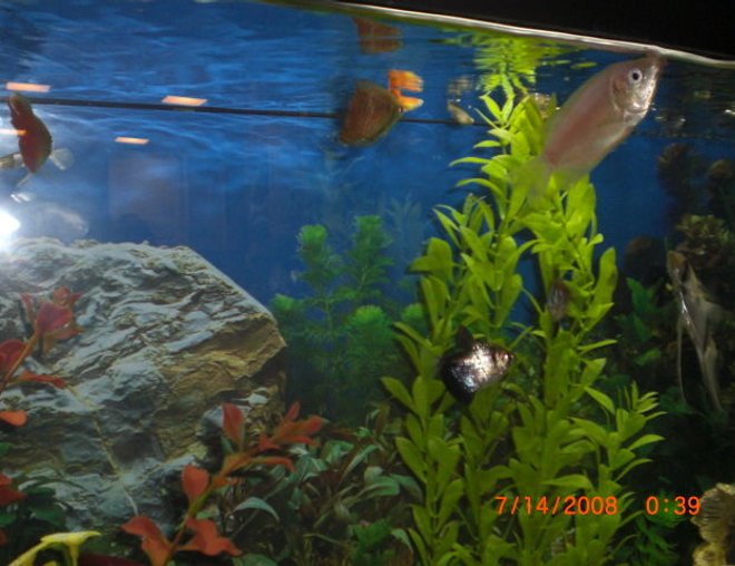 55 gallons freshwater fish tank (mostly fish and non-living decorations) - kissing