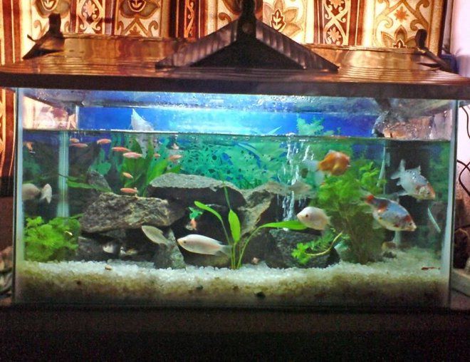 10 gallons freshwater fish tank (mostly fish and non-living decorations) - My First Tank