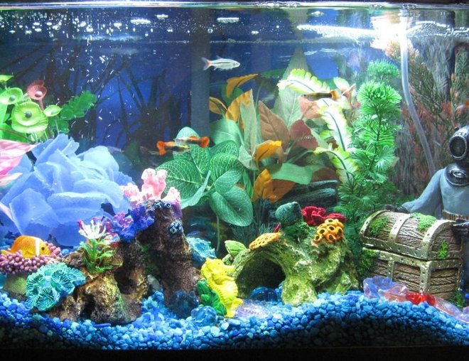 10 gallons freshwater fish tank (mostly fish and non-living decorations) - 10 Gallon Fresh water aquarium with Neon Tetras, X-Ray Tetras and Guppies.