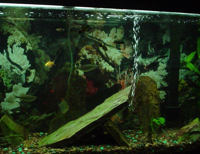55 gallons freshwater fish tank (mostly fish and non-living decorations) - I am a beginner at decorating the fish tank.  I need some suggestions on making it look great.  Please help me.