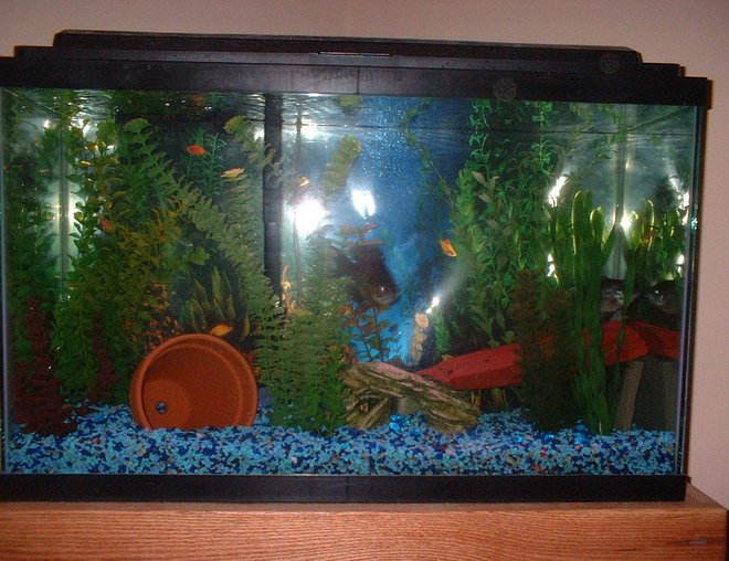 55 gallons freshwater fish tank (mostly fish and non-living decorations) - Blue GIll