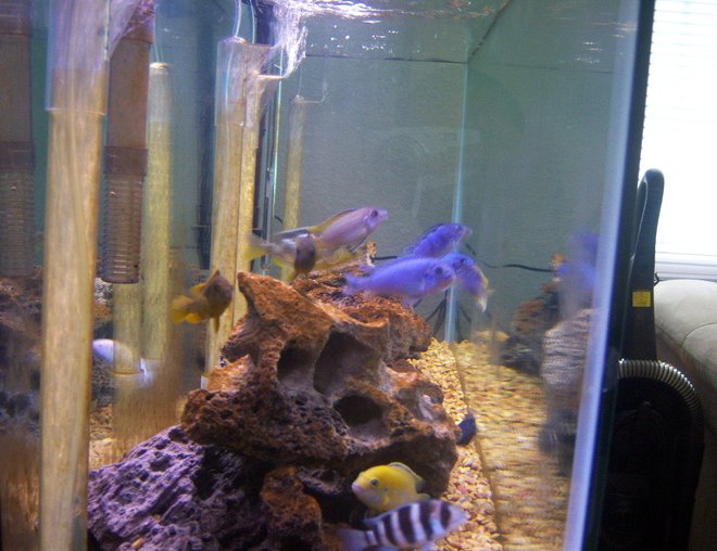 55 gallons freshwater fish tank (mostly fish and non-living decorations) - side view