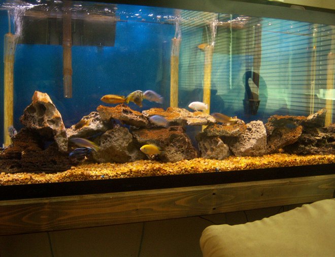 55 gallons freshwater fish tank (mostly fish and non-living decorations) - my 55  with the background