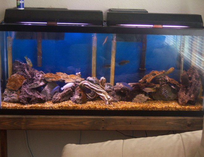 55 gallons freshwater fish tank (mostly fish and non-living decorations) - new setup
