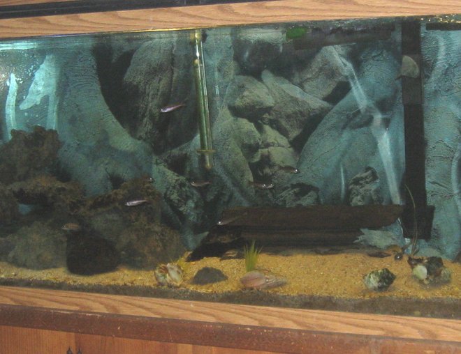 55 gallons freshwater fish tank (mostly fish and non-living decorations) - supposed to look like lake tanganyika...looks better in person :-)