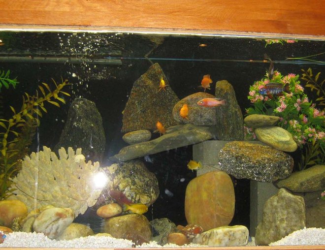 55 gallons freshwater fish tank (mostly fish and non-living decorations) - I'm also learning about the camera's settings.