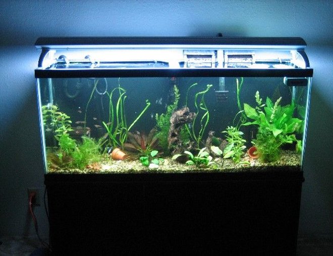 55 gallons freshwater fish tank (mostly fish and non-living decorations) - .