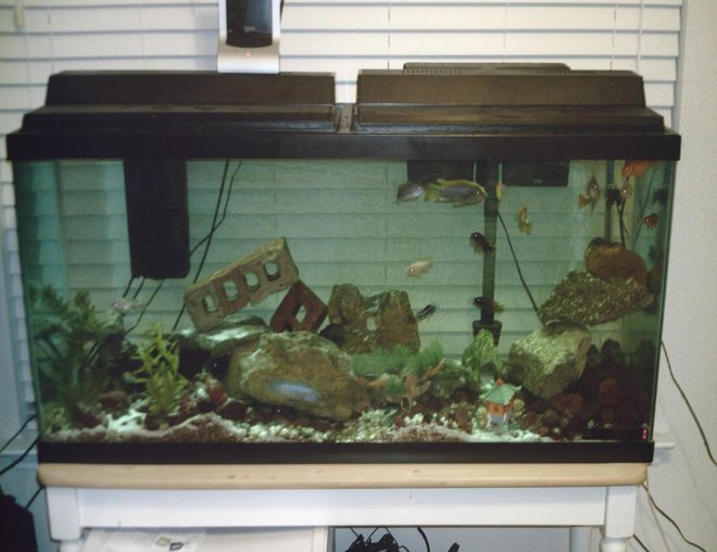 55 gallons freshwater fish tank (mostly fish and non-living decorations) - 55 african - malawi/tanginikan