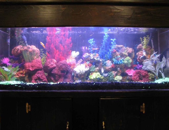 60 gallons freshwater fish tank (mostly fish and non-living decorations) - i restored this tank from ground zero. this tank looks alot better in person.