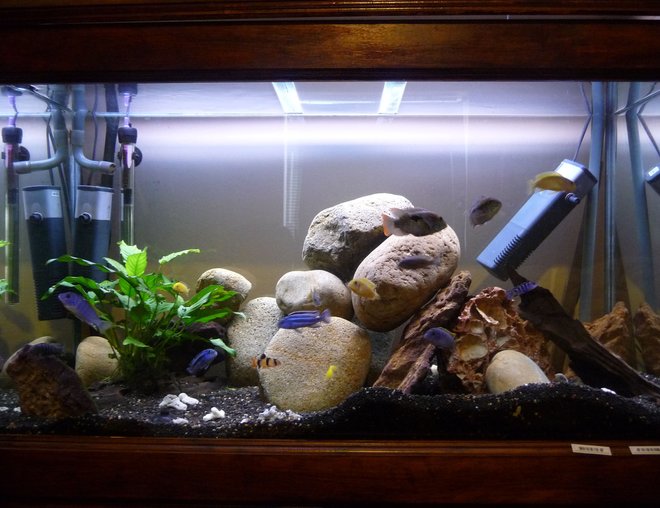 55 gallons freshwater fish tank (mostly fish and non-living decorations) - Help! ~ This is a fairly adequate picture of my aquarium. Im no professional photographer. But this gives the gist of my tank. Awaiting advice/ criticism :)