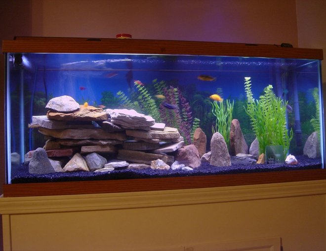 75 gallons freshwater fish tank (mostly fish and non-living decorations) - Freshwater 75 gallon mostly Cichlid tank.  Newest photos now that our tank has cycled and we have much cooler fish!