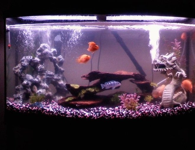 55 gallons freshwater fish tank (mostly fish and non-living decorations) - Just starting out what do you think?