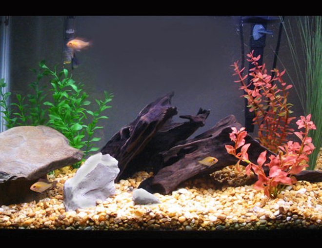 20 gallons freshwater fish tank (mostly fish and non-living decorations) - My first aquarium.
20 gallon with Zebra Cichlids, Black mollies, danios, tetras and one red-tailed shark.
Rocks, two pieces of driftwood and plastic plants.