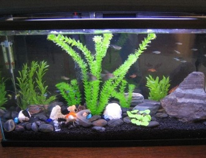 20 gallons freshwater fish tank (mostly fish and non-living decorations) - My 20 gal community fish tank.  This is my first fish tank, so I'm going with easy fish to maintain and replace.  So far so good after 1 week no casualties.  I did not do the first cycle.  Fish went in same day tank was built with the use of a product called "Safe Start" by Tetra 0 which contains beneficial living bacterias.