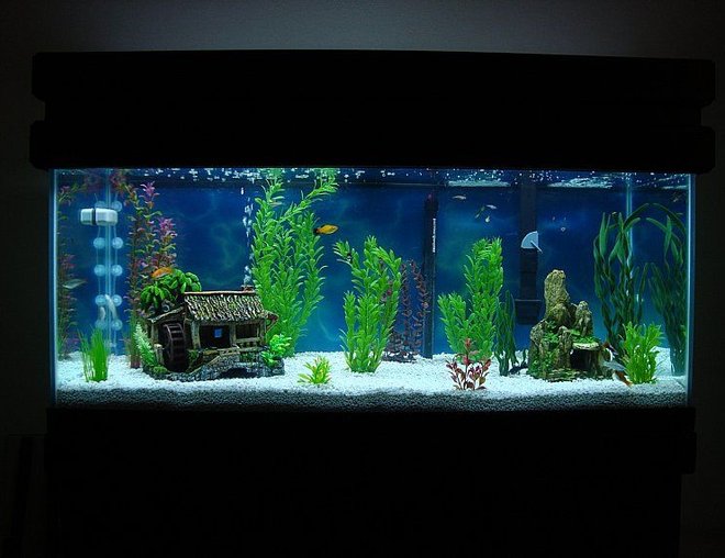 75 gallons freshwater fish tank (mostly fish and non-living decorations) - First Tank