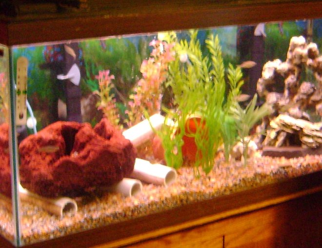 75 gallons freshwater fish tank (mostly fish and non-living decorations) - full tank view