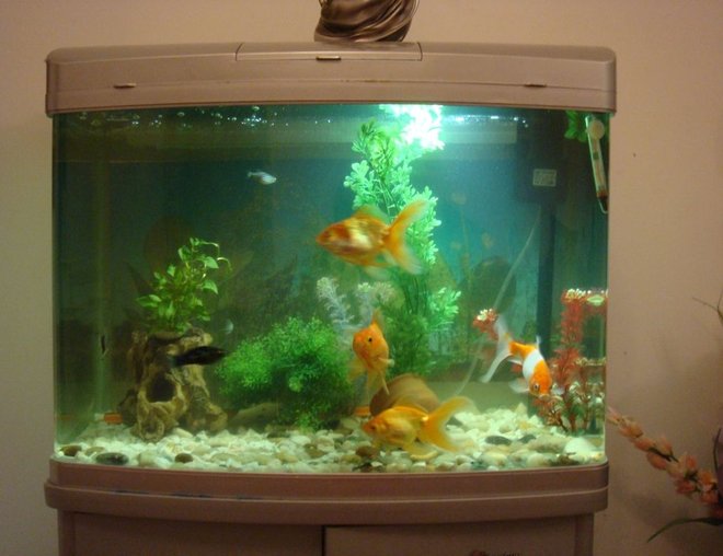 20 gallons freshwater fish tank (mostly fish and non-living decorations) - It is 20 gal tank of total 3 gold fishes and one comment fish.
ost of plants are planstic ,