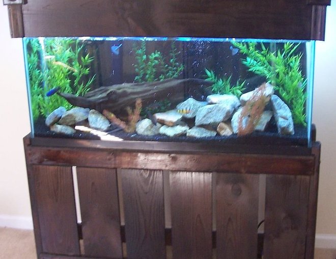 55 gallons freshwater fish tank (mostly fish and non-living decorations) - 55 gallon mixed malawi tank, with custom stand and canopy