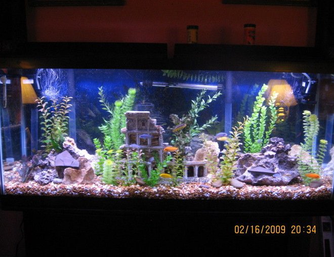 55 gallons freshwater fish tank (mostly fish and non-living decorations) - 55 gallon mixed malawi cichlids