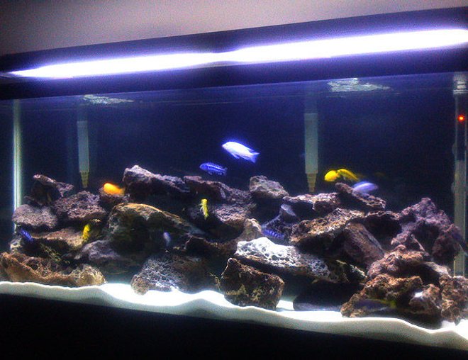 55 gallons freshwater fish tank (mostly fish and non-living decorations) - Malawi Lace Tank