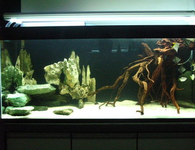 75 gallons freshwater fish tank (mostly fish and non-living decorations) - Freshwater Tank with all natural real materials used.