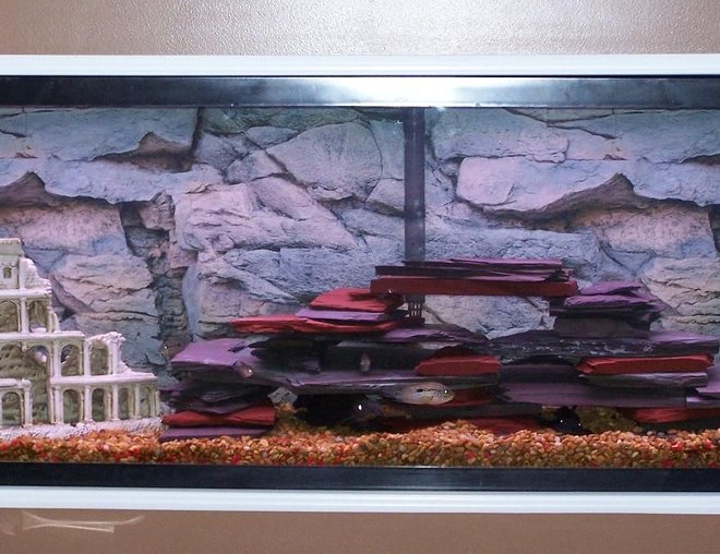 55 gallons freshwater fish tank (mostly fish and non-living decorations) - 55 gal. built in the wall. Gray/Green and Red Slate Decor. Plants on their way.