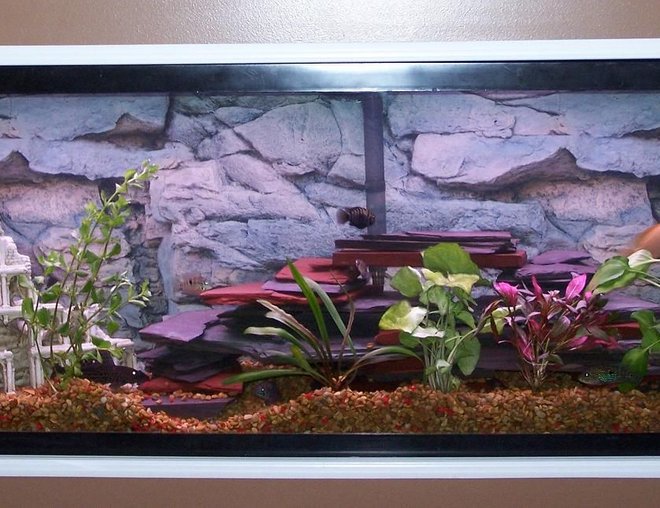 55 gallons freshwater fish tank (mostly fish and non-living decorations) - I added a variety of plants. I havent had much luck with real plants.. they always get dug up. urg!! Any advice will be greatly appreciated