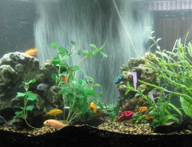60 gallons freshwater fish tank (mostly fish and non-living decorations) - Not the best in the world but hey, I love my fish tank