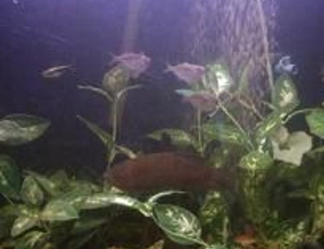 55 gallons freshwater fish tank (mostly fish and non-living decorations) - 46 gallon tank that is always full of activity
