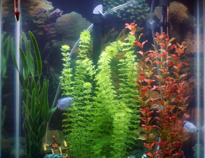 20 gallons freshwater fish tank (mostly fish and non-living decorations) - This is my new tank. I got the tank last week and left in running for 5 days and bought some fish today. 
My tank now consists of 2 - Moonlight Gourami, 2 - Dwarf Gourami, 3 - Dalmatian Mollies, 2 - sunburst platies, and 1 - plecostomus.