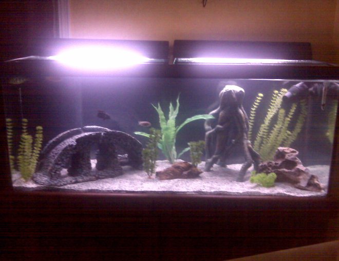 75 gallons freshwater fish tank (mostly fish and non-living decorations) - 75 whole tank picture