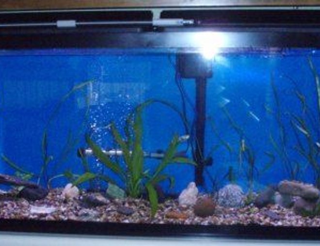 55 gallons freshwater fish tank (mostly fish and non-living decorations) - 55 gallon freshwater in early stages
March 21st 2009