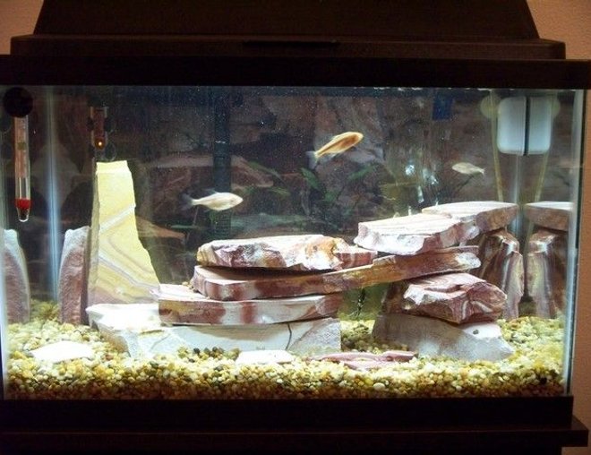 freshwater fish tank (mostly fish and non-living decorations) - My 10 gal. tank with 4 Blind cave tetras & 1 albino bristlenose pleco. Rainbow slate, marineland bio wheel filtration.
