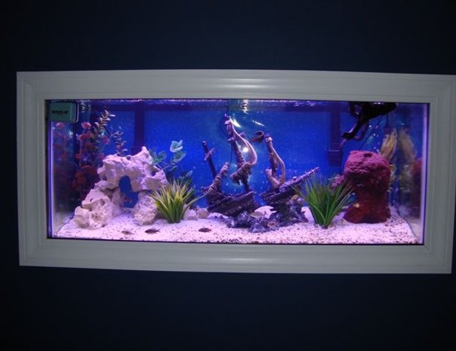 75 gallons freshwater fish tank (mostly fish and non-living decorations) - Tank pic 2
