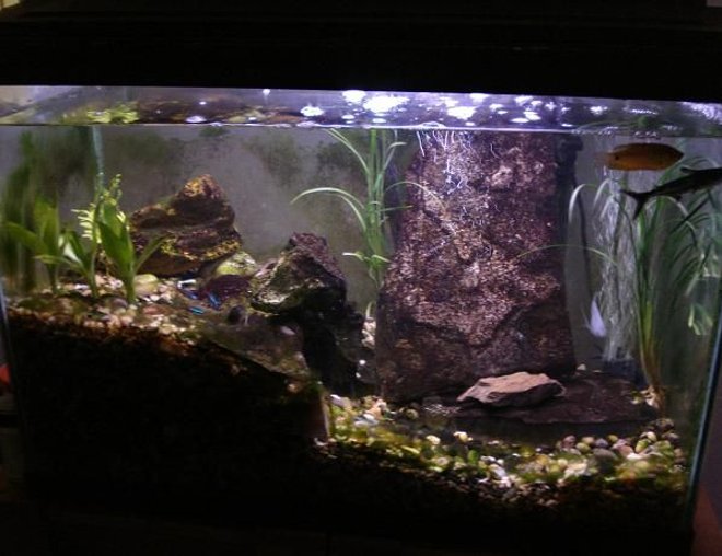 20 gallons freshwater fish tank (mostly fish and non-living decorations) - 05/07/09