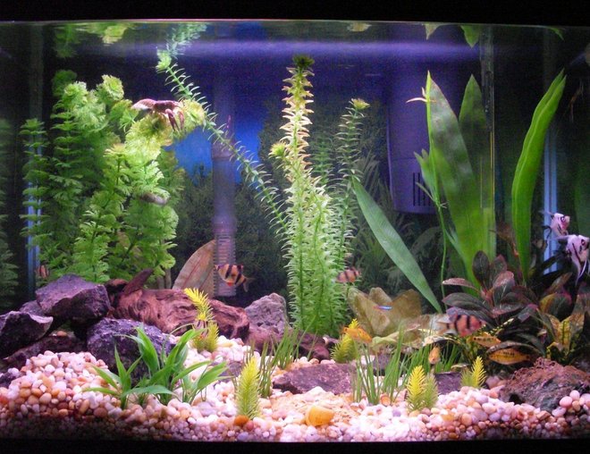 20 gallons freshwater fish tank (mostly fish and non-living decorations) - my 20 gallon. try to spot the crayfish. this tank has 2 filters. flourescent lights.
