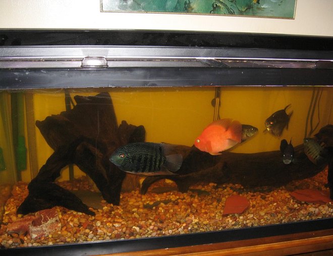 75 gallons freshwater fish tank (mostly fish and non-living decorations) - view of the tank