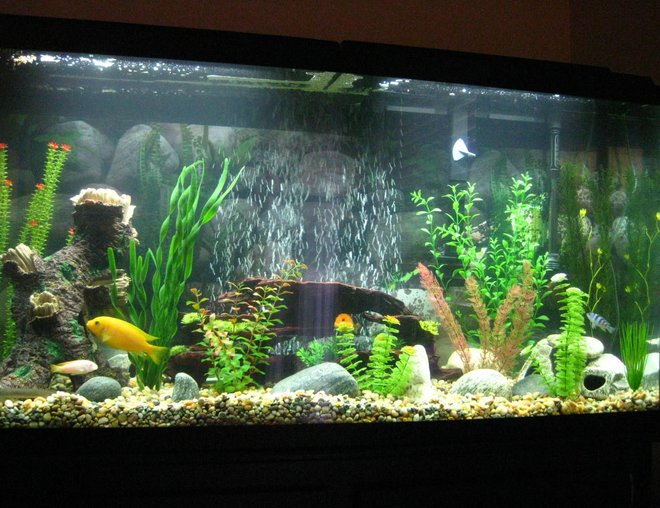 60 gallons freshwater fish tank (mostly fish and non-living decorations) - New Tank.