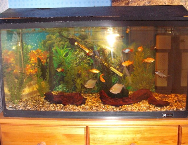 freshwater fish tank (mostly fish and non-living decorations) - This is a picture of my tropical fish tank. It's a 19.45 (UK Gallon). It houses 2 Silver Dollars, 1 Bala Shark, 1 Killi Fish, 1 BrittleNose Plec, 1 Common Plec, 5 Golden Barbs, 3 Platties and 2 Bronze Cory's.