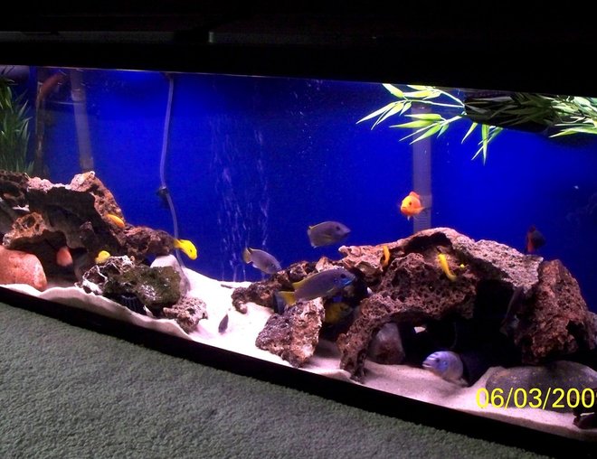 55 gallons freshwater fish tank (mostly fish and non-living decorations) - Busy African Mbuna tank. Fish: Red Zebra, Yellow Labs, Acei, Hongi, Rainbow Shark and a bunch of young fry.