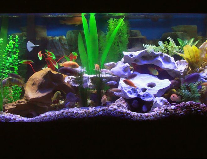 75 gallons freshwater fish tank (mostly fish and non-living decorations) - Updated Tank Photo, with Eheim 2028 Pro II.