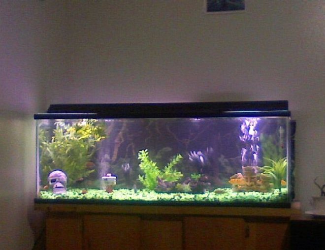 60 gallons freshwater fish tank (mostly fish and non-living decorations) - 60 gallon fresh water tank. green and black rocks with shinny black oval marbles. Three african faces represent the type of fish i have in my tank various types of AFRICAN CICHLIDS. 1skull on the left representing the several fish that were killed by the others in the proccess of me finding out witch were aggressive enough 2 be in this survivalist tank. YEPP I like beautiful but the most aggressive cichlids of all. my favorite of all so far is my electric blue johonni, and my super red jewell cichlids. I also love red devils, but i can't afford 2 keep replacin the fish that they massecer at the rapid rate they do it in.NOTE 2 ALL CICHLID LOVERS, IF  U WANT RED DEVILS IN UR TANK B PREPARED 2 EVENTUALLY CONSIDER ALL OTHER BREEDS A PART OF THERE DIET!!!